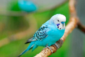 Kako odrediti dob valovitih papagaja?